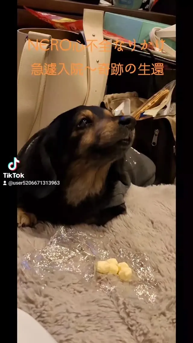 １月12日NERO急遽行き付けの病院に心不全おこして肺水腫に...