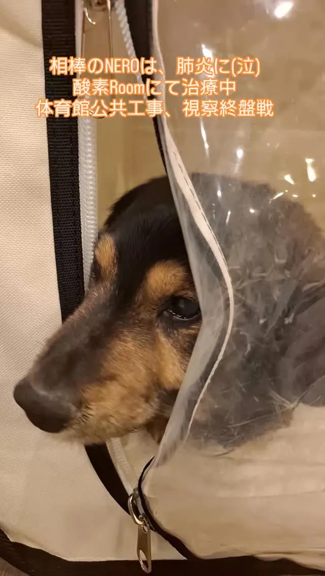 NEROGenkiに退院してきたが、数日間で肺炎に😣😓💧、通...